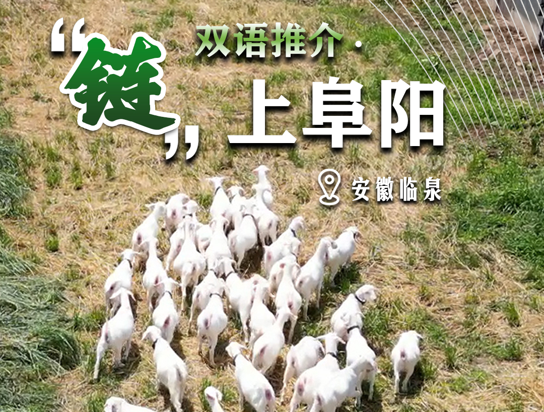 安徽临泉：构筑“中原牧场”高质量发展新格局